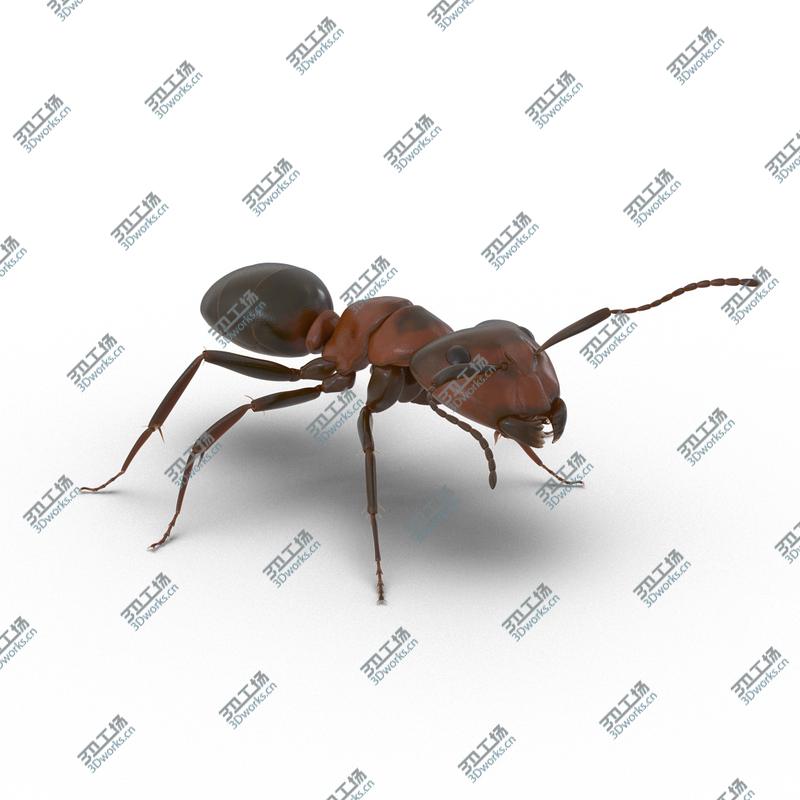images/goods_img/202104092/Red Ant Rigged for Maya/3.jpg